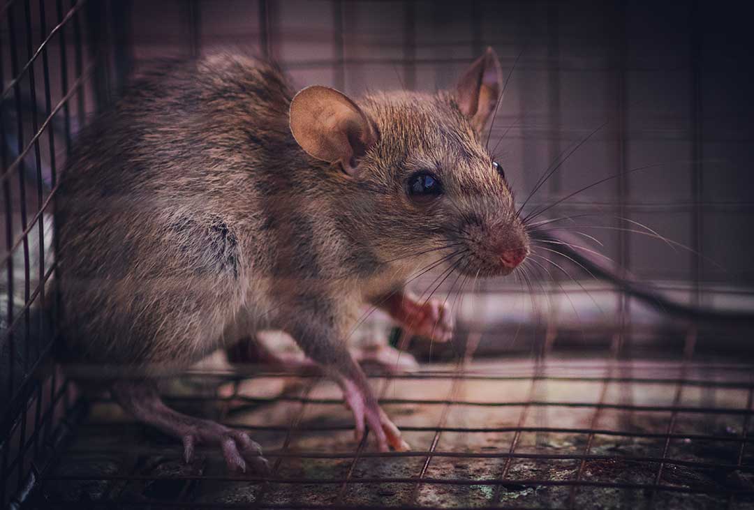 House rat caught in a metal trap