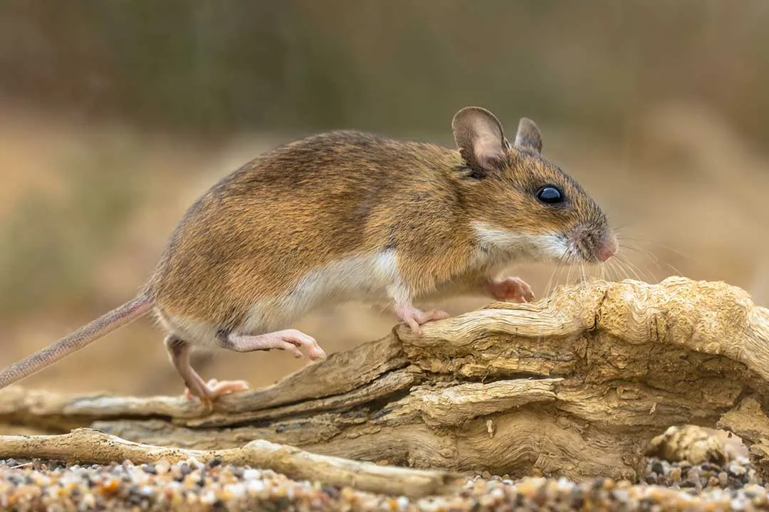 Yellow-necked mouse on a rock